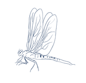 The Magic of Fireflies and Dragonflies