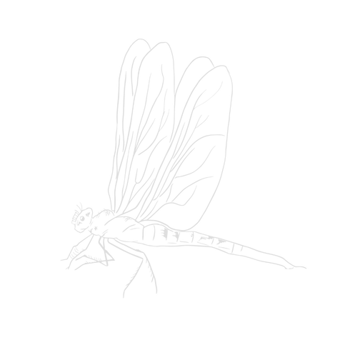 Hand-drawn white line art dragonfly illustration with detailed wings on transparent background.
